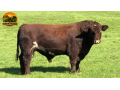semen-beef-shorthorn-stoneyroyd-jacobite-matrix-p-genetica-canadense-alta-marmorizacao-small-1
