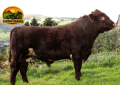 semen-beef-shorthorn-stoneyroyd-jacobite-matrix-p-genetica-canadense-alta-marmorizacao-small-0