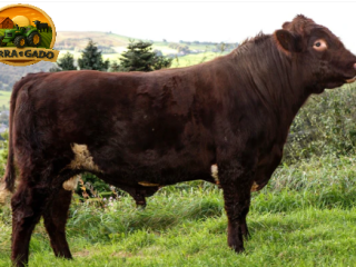 semen-beef-shorthorn-stoneyroyd-jacobite-matrix-p-genetica-canadense-alta-marmorizacao