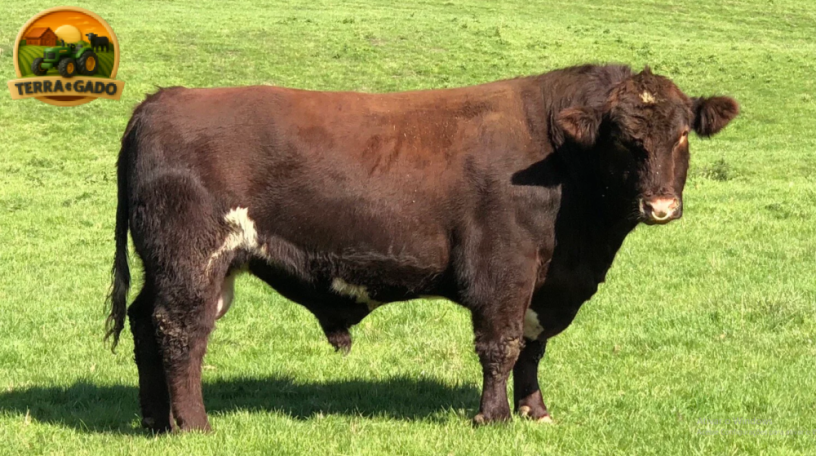 semen-beef-shorthorn-stoneyroyd-jacobite-matrix-p-genetica-canadense-alta-marmorizacao-big-1