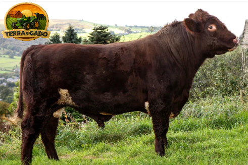 semen-beef-shorthorn-stoneyroyd-jacobite-matrix-p-genetica-canadense-alta-marmorizacao-big-0