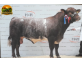 semen-beef-shorthorn-gilven-guardsman-campeao-carlisle-2015-zero-myostatin-small-0