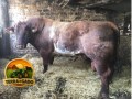 semen-beef-shorthorn-gilven-guardsman-campeao-carlisle-2015-zero-myostatin-small-1