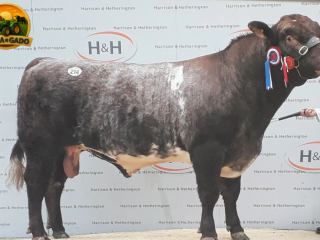 semen-beef-shorthorn-gilven-guardsman-campeao-carlisle-2015-zero-myostatin