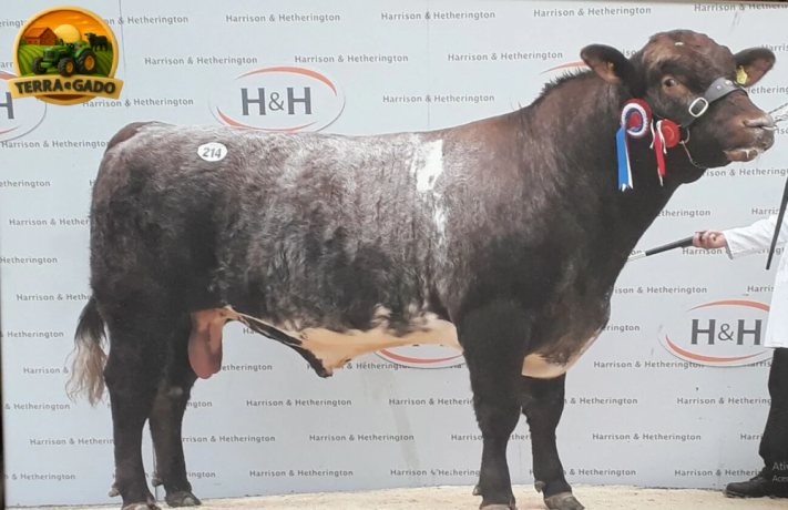 semen-beef-shorthorn-gilven-guardsman-campeao-carlisle-2015-zero-myostatin-big-0