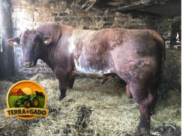 semen-beef-shorthorn-gilven-guardsman-campeao-carlisle-2015-zero-myostatin-big-1