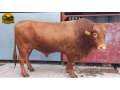 semen-beefmaster-j-r-m-ranger-genetica-premium-importada-refrescamento-de-sangue-small-1