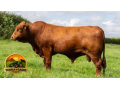 semen-beefmaster-j-r-m-ranger-genetica-premium-importada-refrescamento-de-sangue-small-0