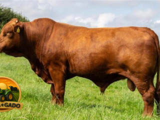 semen-beefmaster-j-r-m-ranger-genetica-premium-importada-refrescamento-de-sangue