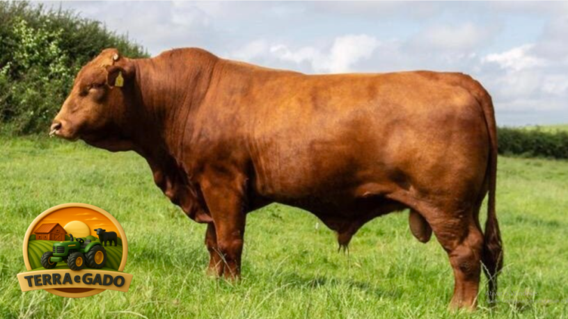 semen-beefmaster-j-r-m-ranger-genetica-premium-importada-refrescamento-de-sangue-big-0