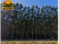 fazenda-com-580-hectares-de-eucalipto-no-rio-grande-do-sul-serraria-completa-porteira-fechada-small-1