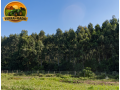 fazenda-com-580-hectares-de-eucalipto-no-rio-grande-do-sul-serraria-completa-porteira-fechada-small-0