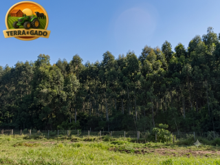 fazenda-com-580-hectares-de-eucalipto-no-rio-grande-do-sul-serraria-completa-porteira-fechada