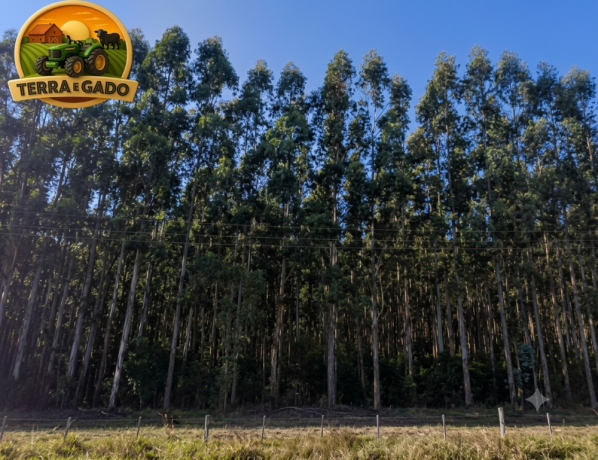 fazenda-com-580-hectares-de-eucalipto-no-rio-grande-do-sul-serraria-completa-porteira-fechada-big-1