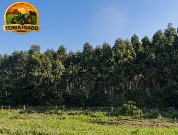fazenda-com-580-hectares-de-eucalipto-no-rio-grande-do-sul-serraria-completa-porteira-fechada-big-0