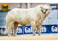 semen-charoles-harestone-standfast-genetica-britanica-myostatin-q204xf94l-small-0
