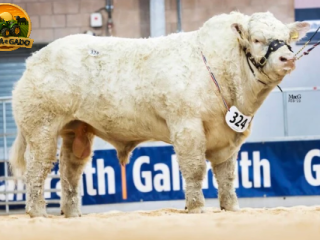 semen-charoles-harestone-standfast-genetica-britanica-myostatin-q204xf94l