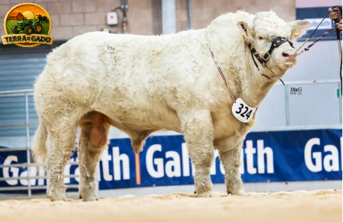 semen-charoles-harestone-standfast-genetica-britanica-myostatin-q204xf94l-big-0