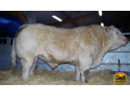 semen-charoles-hatenon-genetica-francesa-de-elite-exportacao-small-0