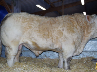 semen-charoles-hatenon-genetica-francesa-de-elite-exportacao