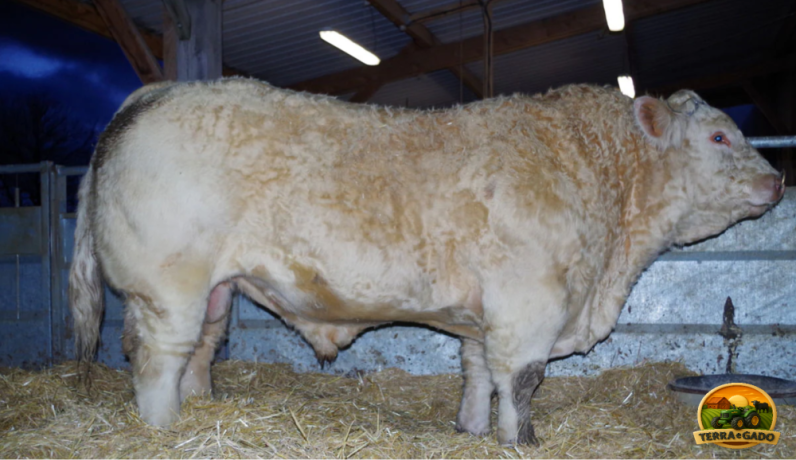 semen-charoles-hatenon-genetica-francesa-de-elite-exportacao-big-0