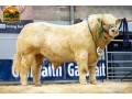 semen-charoles-elgin-usain-campeao-de-pistas-genetica-escocesa-f94l-homozigoto-small-0