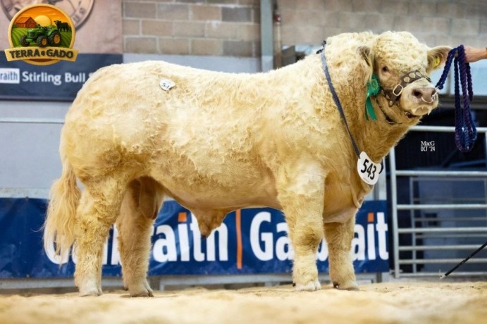 semen-charoles-elgin-usain-campeao-de-pistas-genetica-escocesa-f94l-homozigoto-big-0