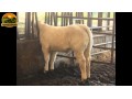 semen-charoles-blelack-immaculate-facil-parto-altos-ebvs-genetica-britanica-small-3