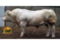 semen-charoles-blelack-immaculate-facil-parto-altos-ebvs-genetica-britanica-small-0