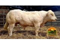 semen-charoles-blelack-immaculate-facil-parto-altos-ebvs-genetica-britanica-small-1