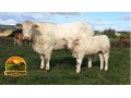 semen-charoles-blelack-immaculate-facil-parto-altos-ebvs-genetica-britanica-small-2