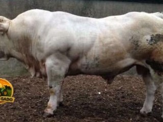semen-charoles-blelack-immaculate-facil-parto-altos-ebvs-genetica-britanica