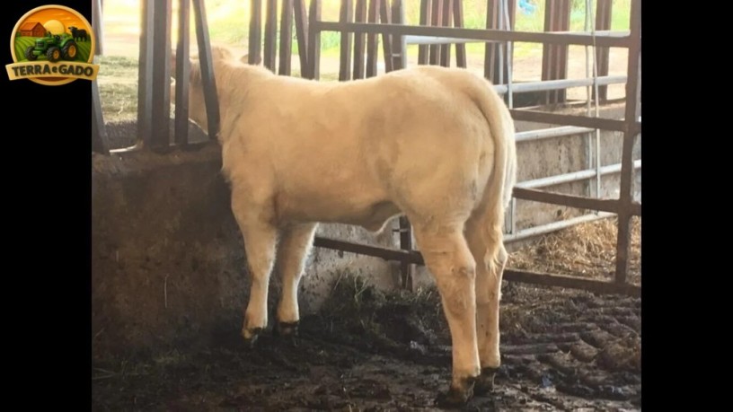 semen-charoles-blelack-immaculate-facil-parto-altos-ebvs-genetica-britanica-big-3