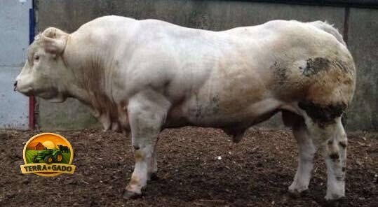 semen-charoles-blelack-immaculate-facil-parto-altos-ebvs-genetica-britanica-big-0