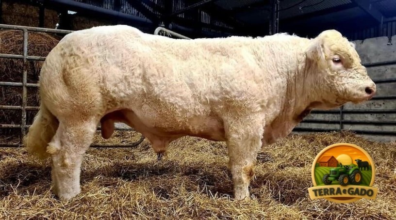 semen-charoles-blelack-immaculate-facil-parto-altos-ebvs-genetica-britanica-big-1