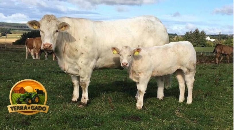 semen-charoles-blelack-immaculate-facil-parto-altos-ebvs-genetica-britanica-big-2