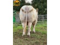 semen-charoles-ulys-pp-mocho-homozigoto-pp-genetica-francesa-para-exportacao-small-1