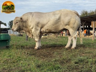 semen-charoles-ulys-pp-mocho-homozigoto-pp-genetica-francesa-para-exportacao