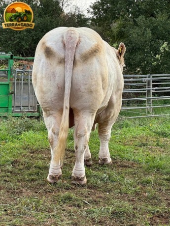 semen-charoles-ulys-pp-mocho-homozigoto-pp-genetica-francesa-para-exportacao-big-1
