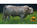 semen-charoles-ottawa-pp-mocho-homozigoto-pp-genetica-francesa-para-exportacao-small-0