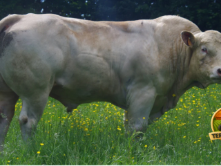 semen-charoles-ottawa-pp-mocho-homozigoto-pp-genetica-francesa-para-exportacao