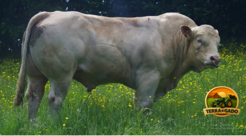 semen-charoles-ottawa-pp-mocho-homozigoto-pp-genetica-francesa-para-exportacao-big-0