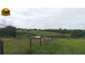 arrendamento-de-fazenda-para-pecuaria-500-alqueires-capacidade-para-2000-vacas-regiao-de-ipora-go-small-2
