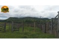 arrendamento-de-fazenda-para-pecuaria-500-alqueires-capacidade-para-2000-vacas-regiao-de-ipora-go-small-0
