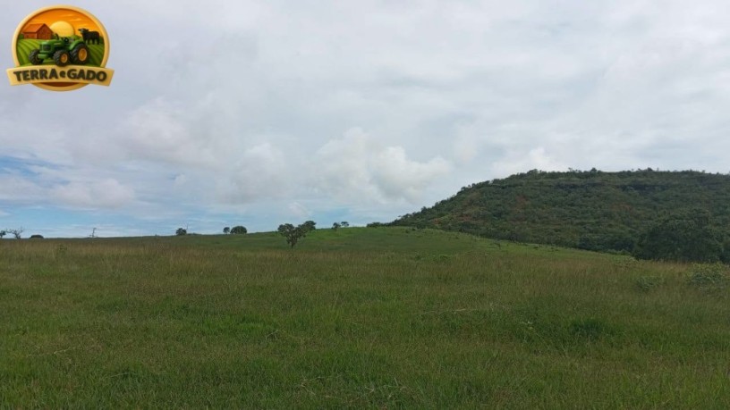 arrendamento-de-fazenda-para-pecuaria-500-alqueires-capacidade-para-2000-vacas-regiao-de-ipora-go-big-1