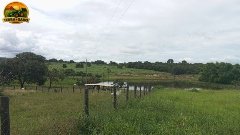 arrendamento-de-fazenda-para-pecuaria-500-alqueires-capacidade-para-2000-vacas-regiao-de-ipora-go-big-2