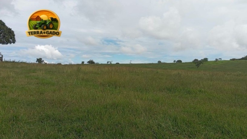 arrendamento-de-fazenda-para-pecuaria-500-alqueires-capacidade-para-2000-vacas-regiao-de-ipora-go-big-4
