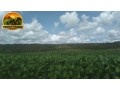 fazenda-a-venda-com-1100-hectares-serra-bonita-mg-potencial-para-pecuaria-e-agricultura-descricao-small-4