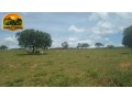 fazenda-a-venda-com-1100-hectares-serra-bonita-mg-potencial-para-pecuaria-e-agricultura-descricao-small-2