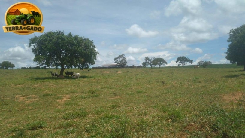 fazenda-a-venda-com-1100-hectares-serra-bonita-mg-potencial-para-pecuaria-e-agricultura-descricao-big-2